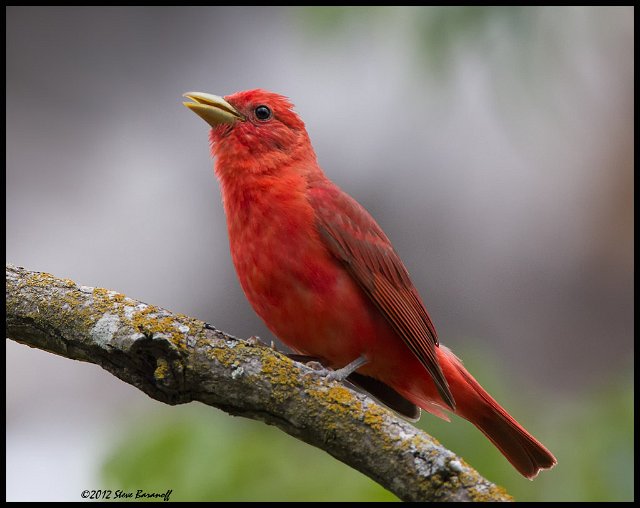 _2SB3388 summer tanager.jpg
